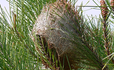 Une recrudescence de nids de chenilles processionnaires du pin est observée sur la commune de Granville.©DR