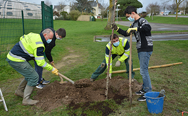 Au total, 270 arbres et arbustes seront plantés à Granville cette année. ©Flora.Gelot