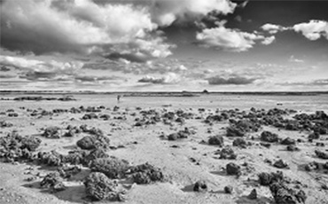 Exposition photographique à la médiathèque " Les hermelles : un animal méconnu de notre littoral "
