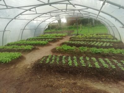 Production légumes Yquelon Ose environnement 2025