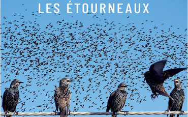 Effarouchement étourneaux